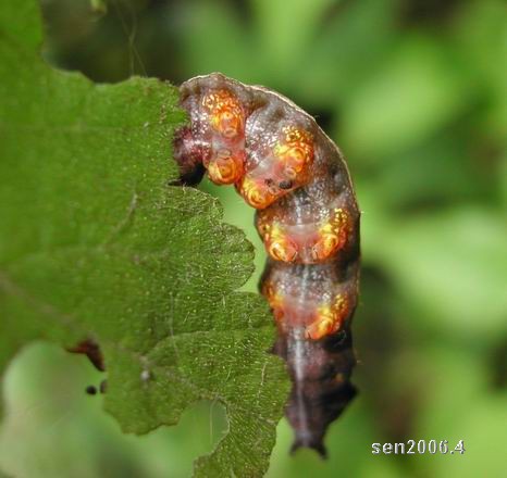 按此在新視窗瀏覽圖片