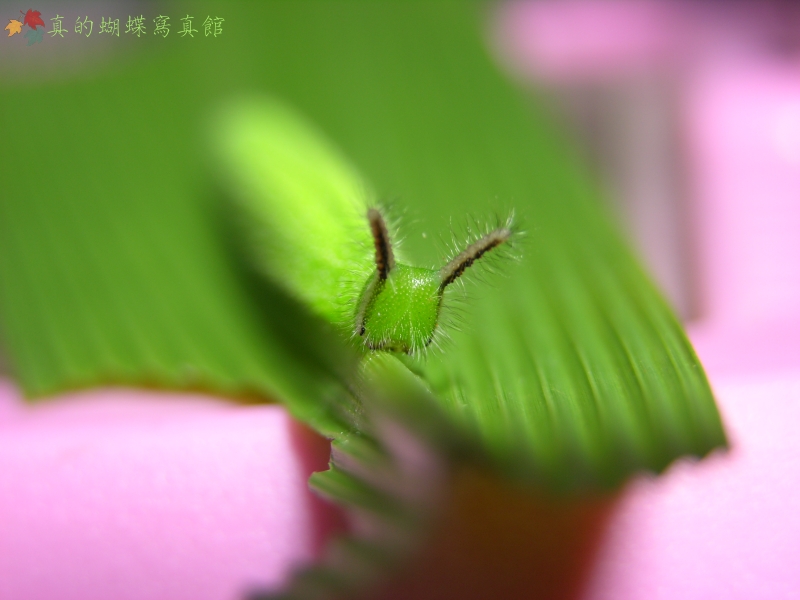 按此在新視窗瀏覽圖片