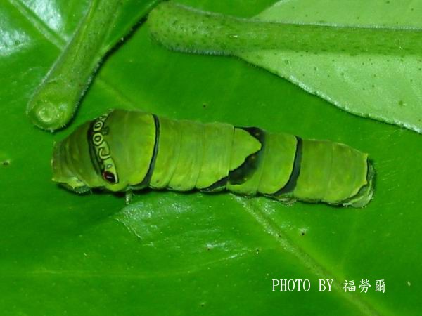 按此在新視窗瀏覽圖片