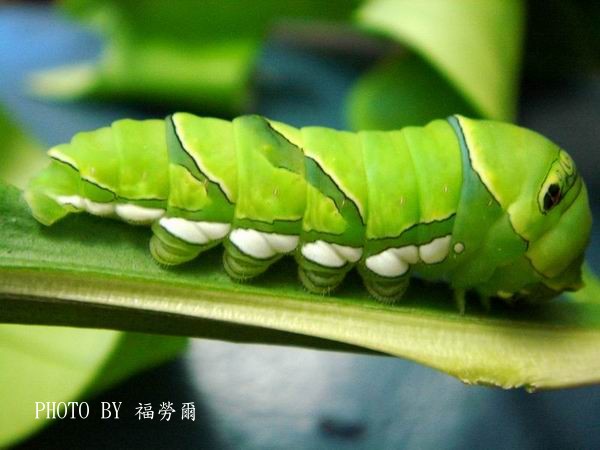 按此在新視窗瀏覽圖片