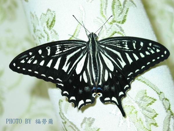 按此在新視窗瀏覽圖片