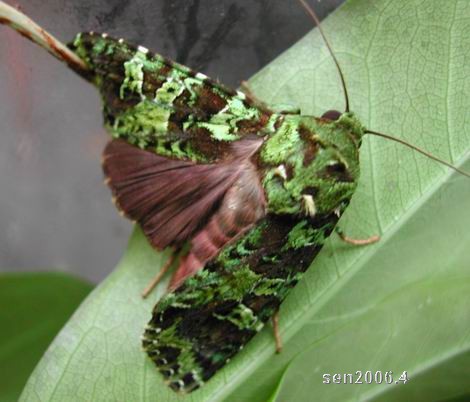 按此在新視窗瀏覽圖片