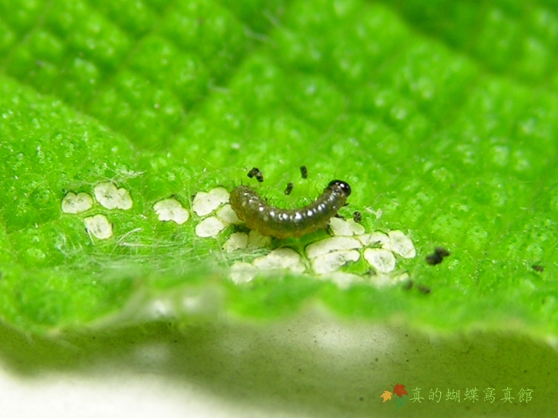 按此在新視窗瀏覽圖片