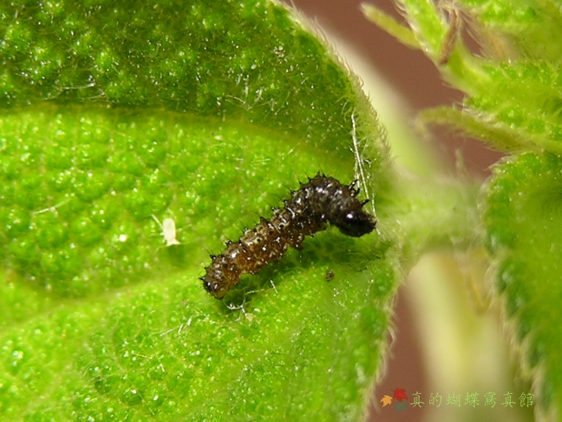 按此在新視窗瀏覽圖片