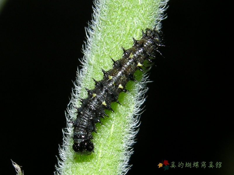 按此在新視窗瀏覽圖片