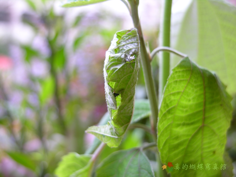 按此在新視窗瀏覽圖片