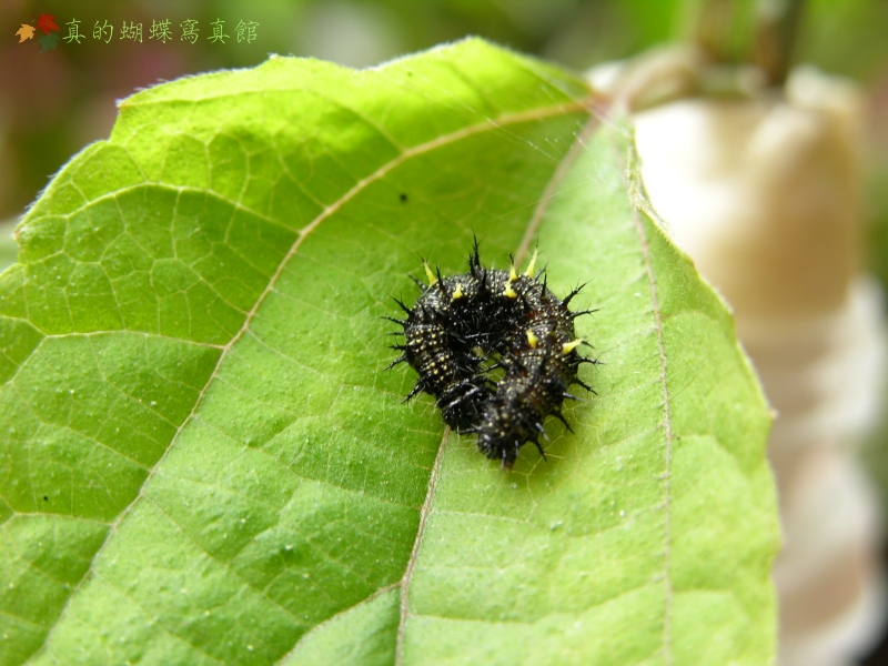 按此在新視窗瀏覽圖片