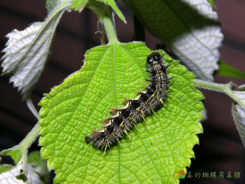 按此在新視窗瀏覽圖片