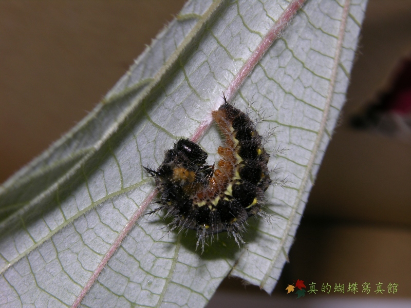 按此在新視窗瀏覽圖片