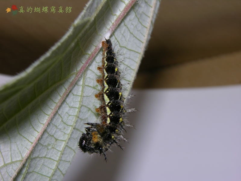 按此在新視窗瀏覽圖片