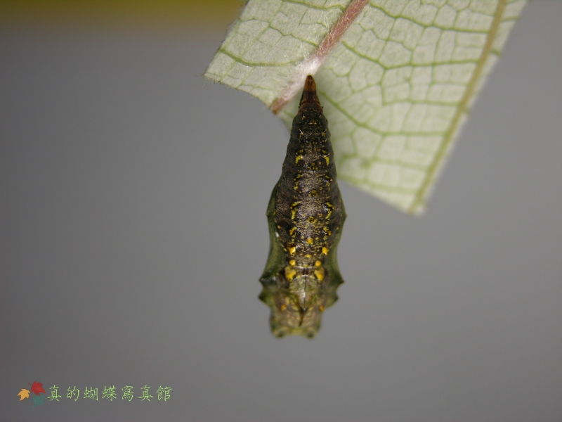 按此在新視窗瀏覽圖片