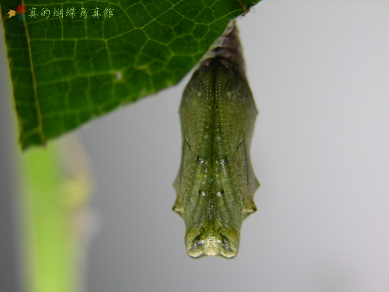 按此在新視窗瀏覽圖片