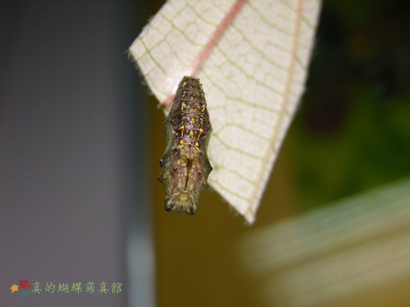 按此在新視窗瀏覽圖片