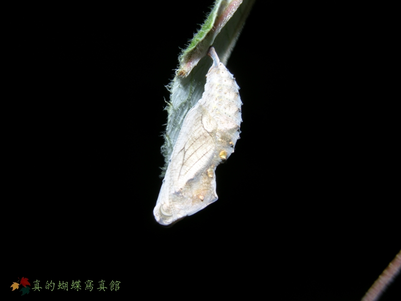 按此在新視窗瀏覽圖片