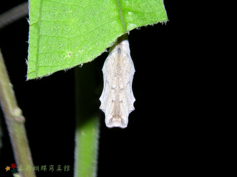 按此在新視窗瀏覽圖片