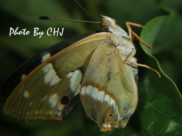 按此在新視窗瀏覽圖片