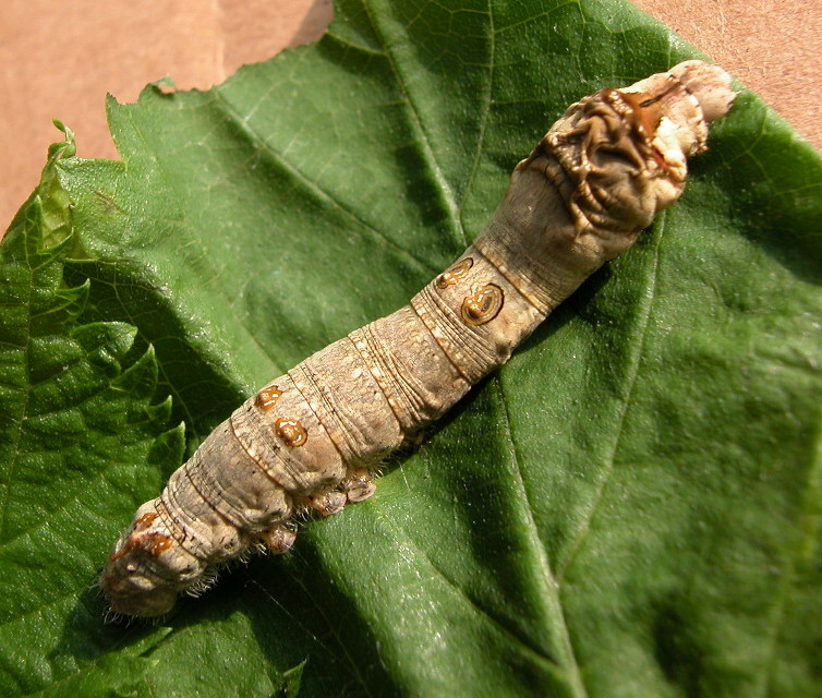 按此在新視窗瀏覽圖片