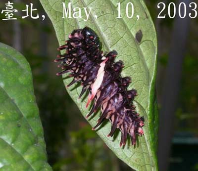 按此在新視窗瀏覽圖片