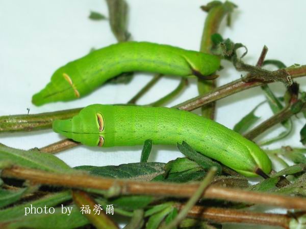 按此在新視窗瀏覽圖片