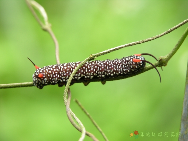 按此在新視窗瀏覽圖片