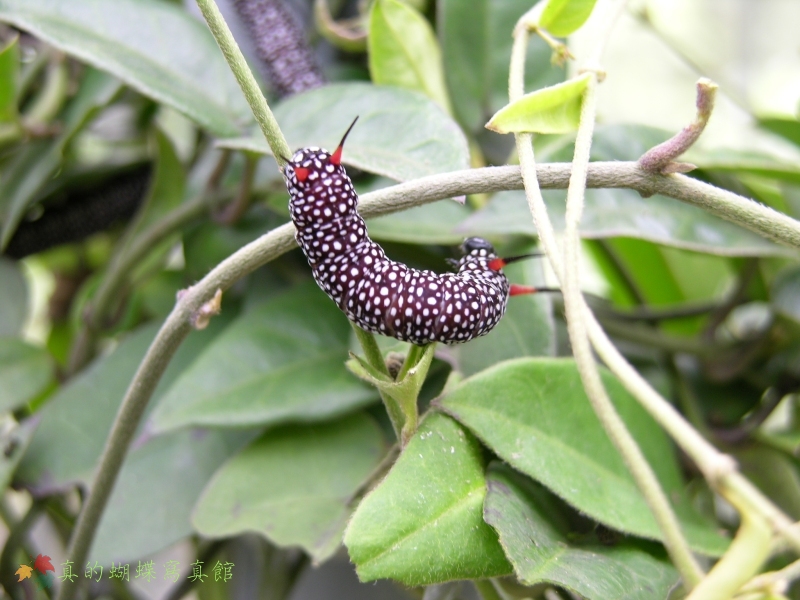 按此在新視窗瀏覽圖片