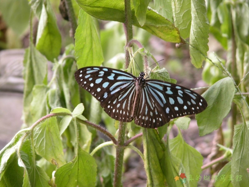 按此在新視窗瀏覽圖片