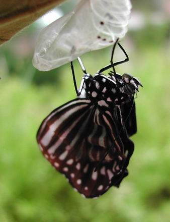 按此在新視窗瀏覽圖片