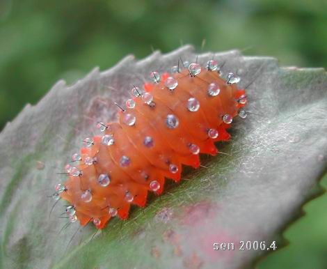 按此在新視窗瀏覽圖片