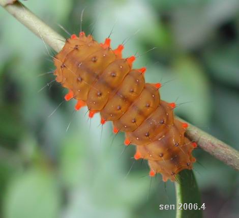 按此在新視窗瀏覽圖片