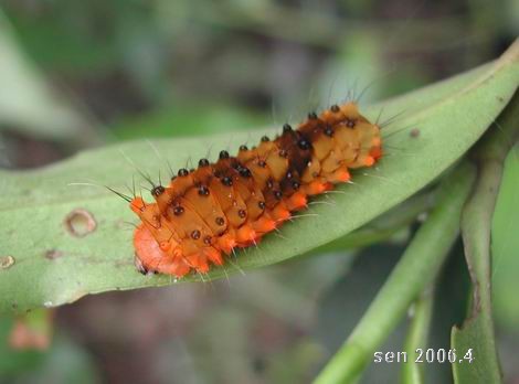 按此在新視窗瀏覽圖片
