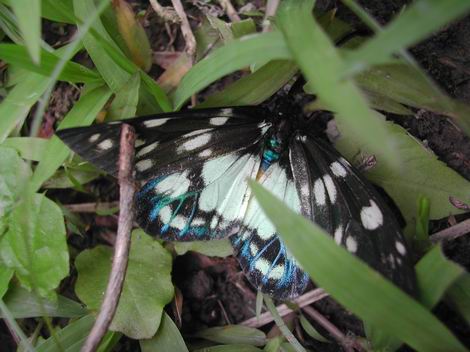 按此在新視窗瀏覽圖片