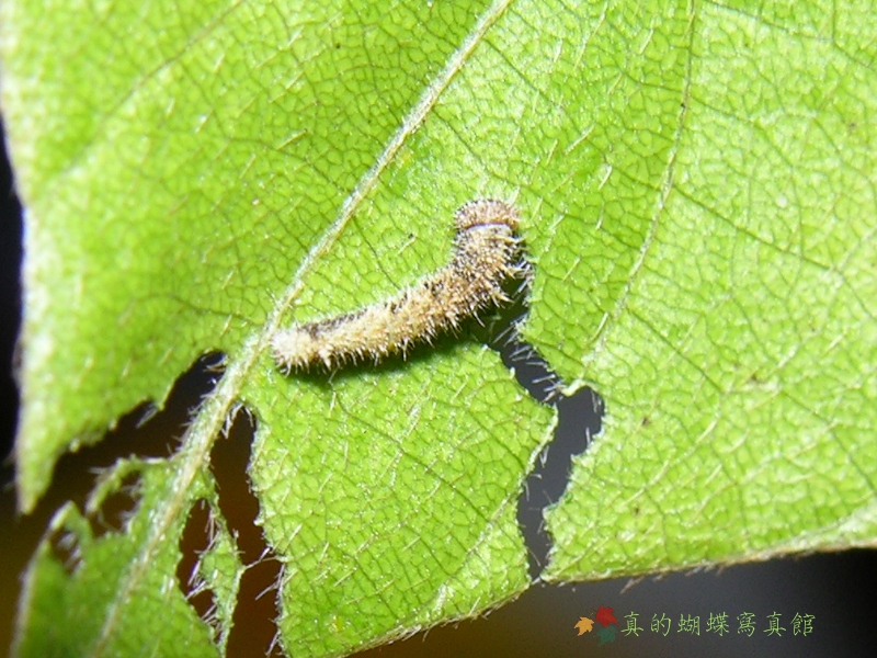 按此在新視窗瀏覽圖片