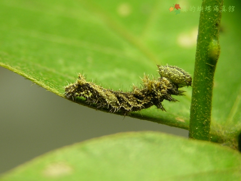 按此在新視窗瀏覽圖片