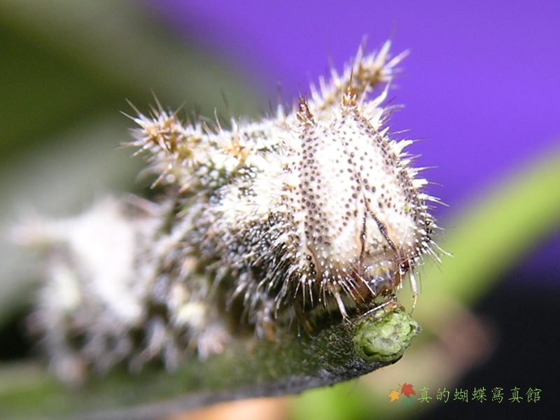 按此在新視窗瀏覽圖片