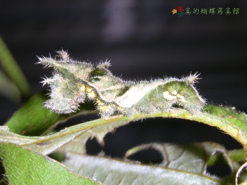 按此在新視窗瀏覽圖片