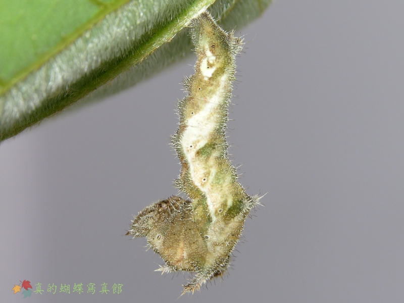 按此在新視窗瀏覽圖片