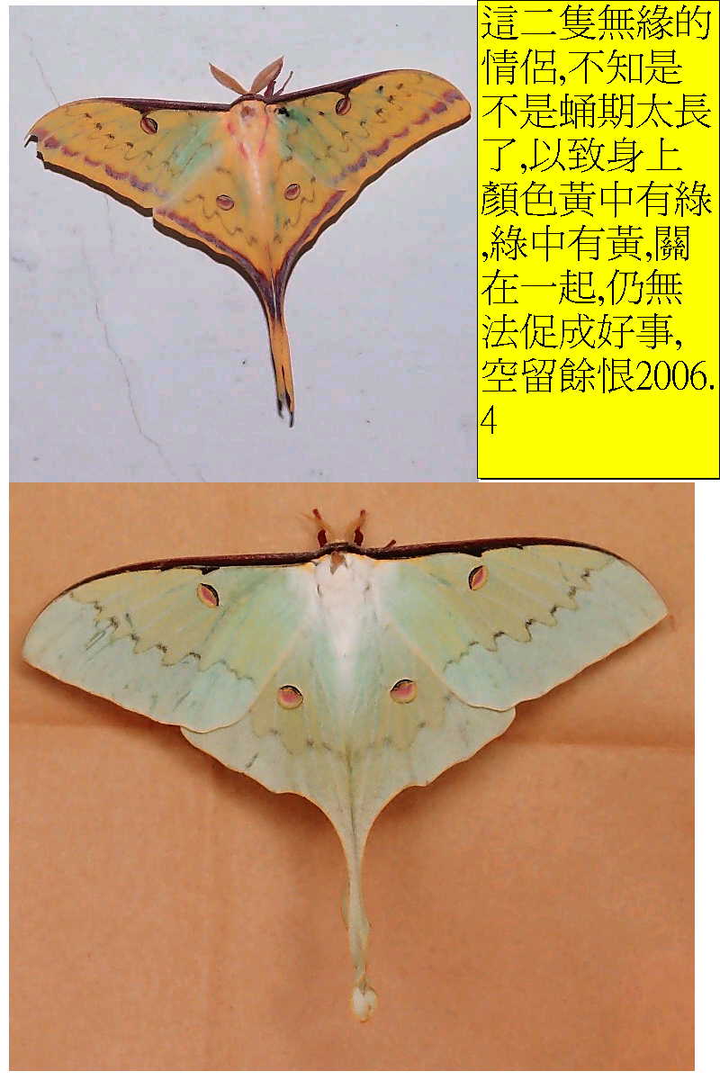 «ö¦¹¦b·sµøµ¡ÂsÄý¹Ï¤ù