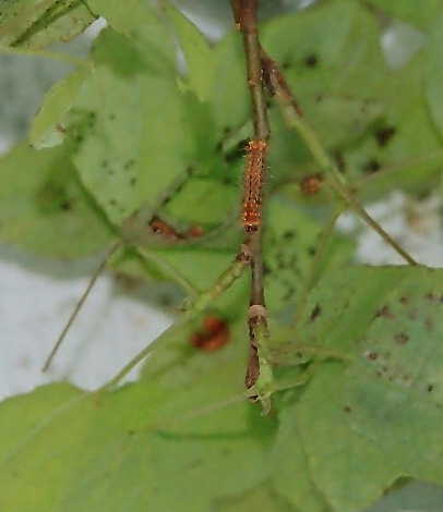 «ö¦¹¦b·sµøµ¡ÂsÄý¹Ï¤ù