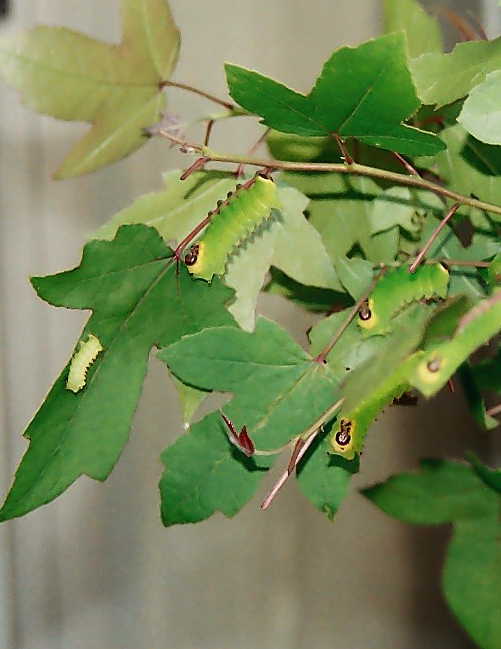 «ö¦¹¦b·sµøµ¡ÂsÄý¹Ï¤ù