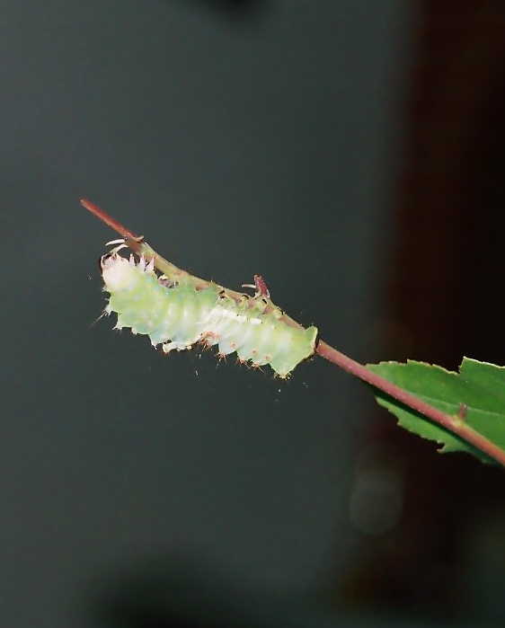 «ö¦¹¦b·sµøµ¡ÂsÄý¹Ï¤ù