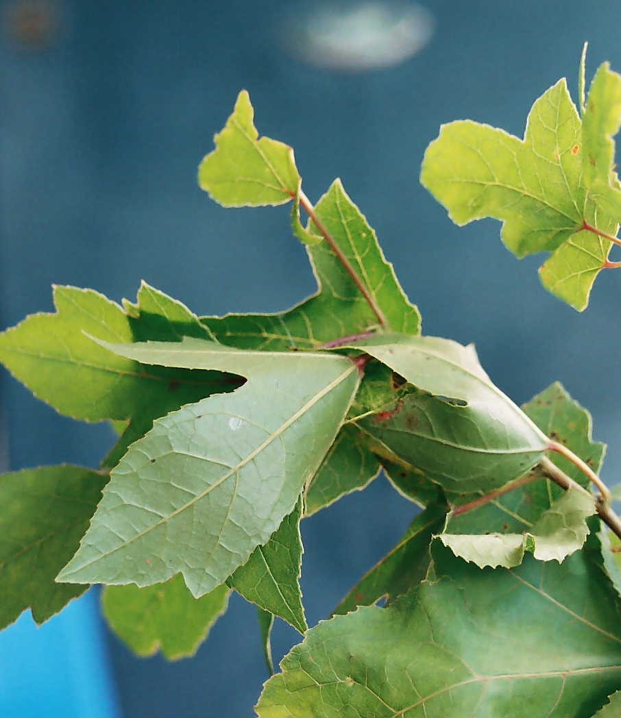 «ö¦¹¦b·sµøµ¡ÂsÄý¹Ï¤ù