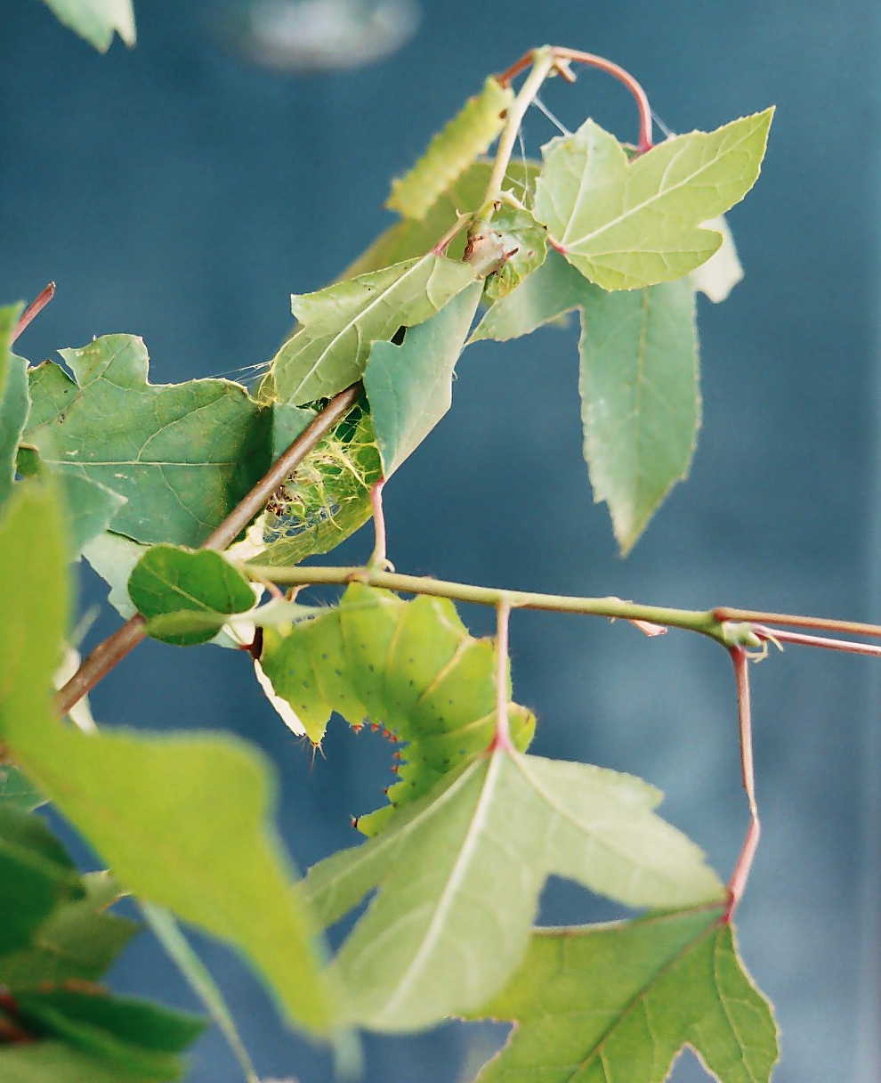 «ö¦¹¦b·sµøµ¡ÂsÄý¹Ï¤ù