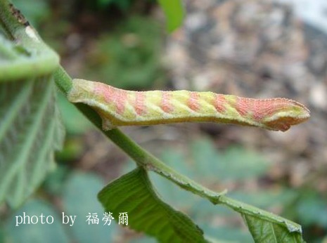 按此在新視窗瀏覽圖片