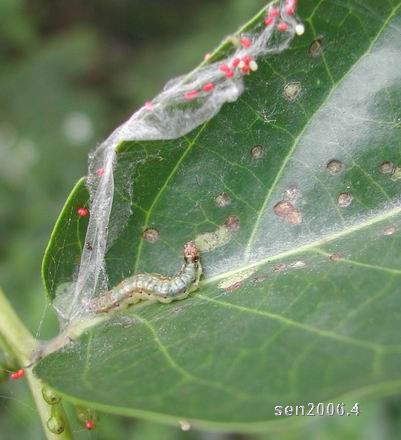 按此在新視窗瀏覽圖片