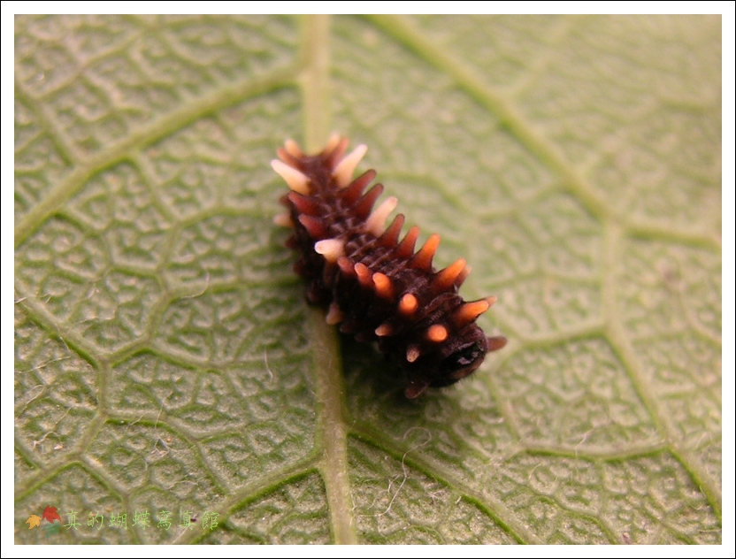 按此在新視窗瀏覽圖片