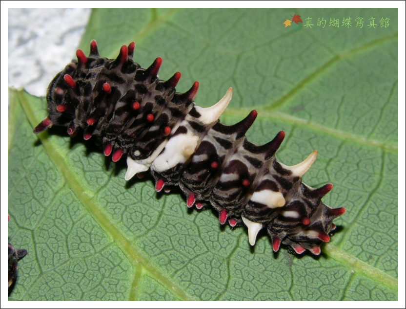 按此在新視窗瀏覽圖片