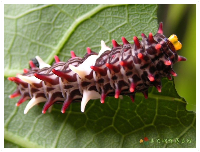 按此在新視窗瀏覽圖片
