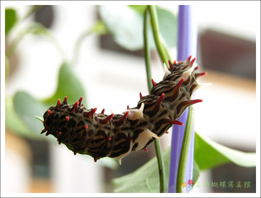 按此在新視窗瀏覽圖片