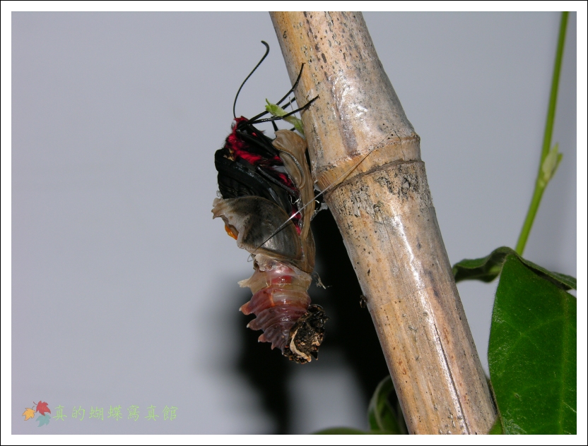 按此在新視窗瀏覽圖片