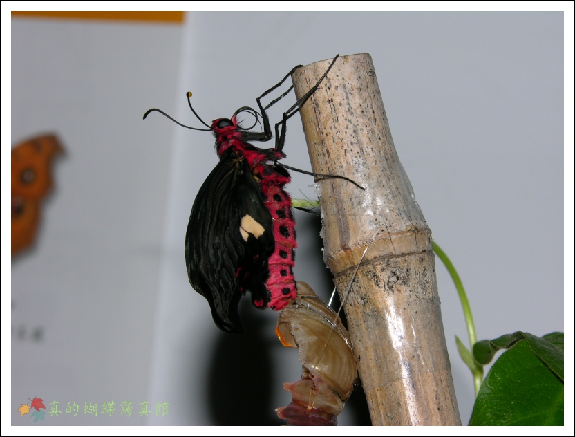 按此在新視窗瀏覽圖片